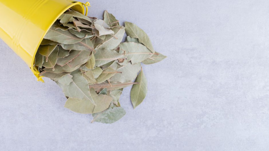Frunzele de dafin: Planta aromatică care susține digestia și imunitatea