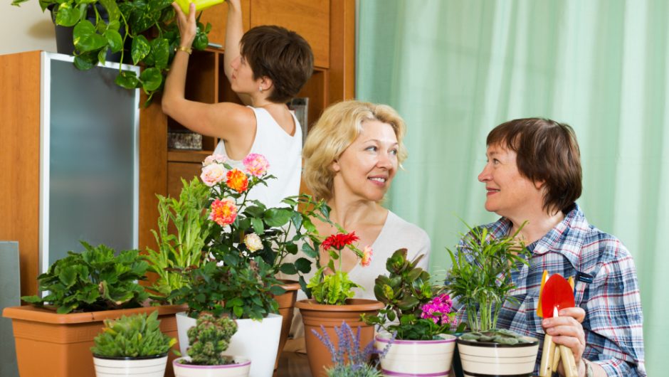 Cum să îți amenajezi grădina de vis folosind plante perene