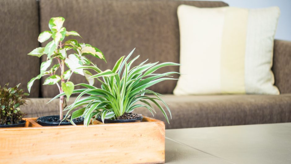 Plante care purifică aerul și decorează natural